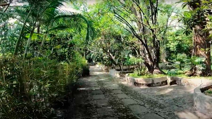 Plantas Jardín Borda en Cuernavaca